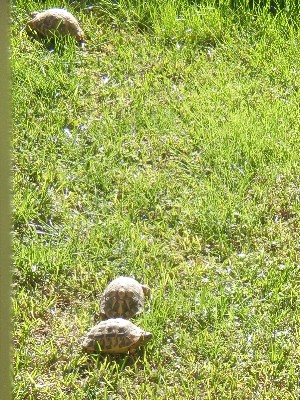 Schildkröten im Innenhos des Hotel